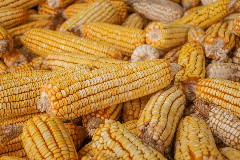 Roots in the Glass: How Heirloom Grains Are Giving Southern Craft Beer a Flavor No One Else Can Copy