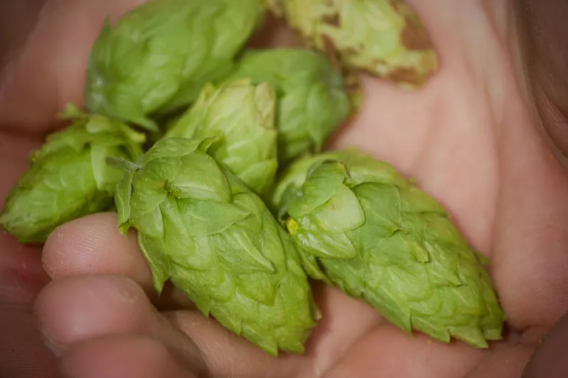 Drink With the Seasons: A Year-Round Guide to What Southern Craft Beer Has in the Glass Right Now